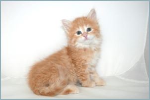 Male Siberian Kitten from Deedlebug Siberians